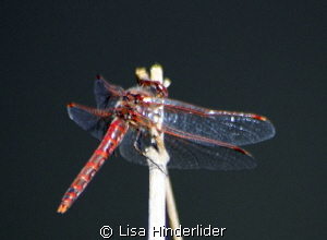 Dragonfly-local Pond- Colorado by Lisa Hinderlider 